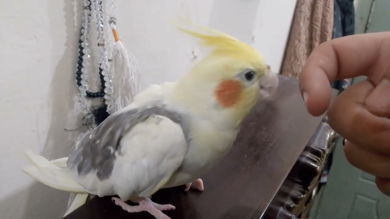 Love 💕 birds bitting on finger 