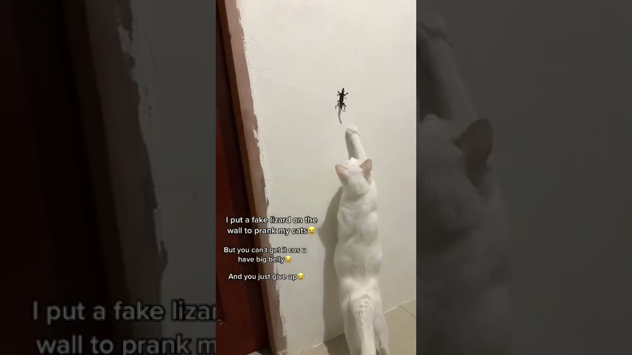 FAKE LIZARD PRANK ON MY CAT 🤣 
