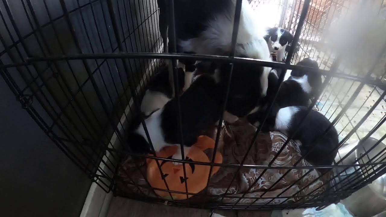 Mia and Her 4 Week Old Boarder Collie Puppies