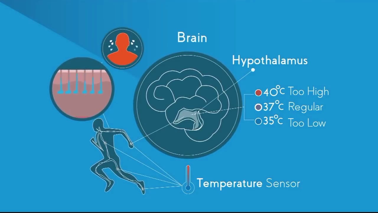 Temperature Regulation of the Human Body Urdu | انسانی جسم کے درجہ حرارت کے ضابطے