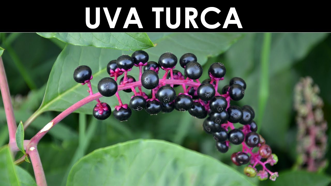 VErba Volant - Uva turca o Phytolacca