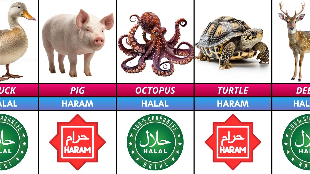 List of HALAL and HARAM Animals Meat in Islam