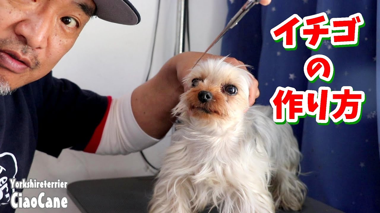 イチゴ姐さんのお顔周りのカット方法【ヨークシャーテリア専門犬舎チャオカーネ】