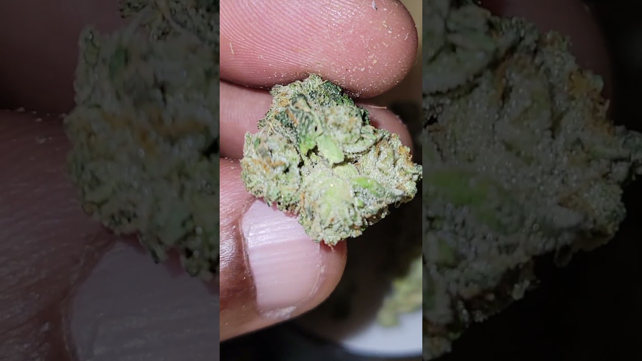 Hindu Kush (Afghani landrace) cultivated by UpNorth