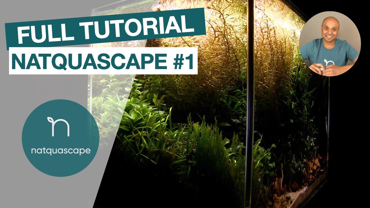 HOW TO aquascape non-CO2 nano tank in 2020 [easy maintenance]