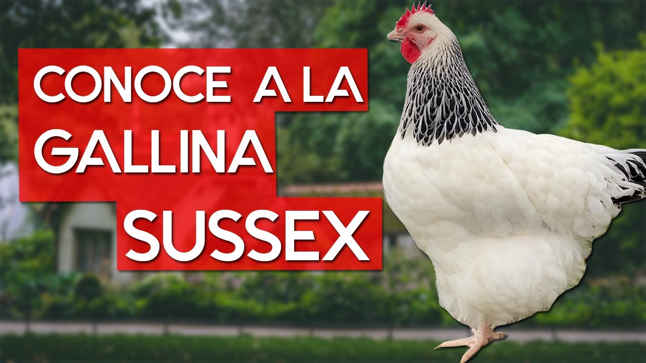 Gallina Sussex 🐔 Una raza pesada de plumaje hermoso
