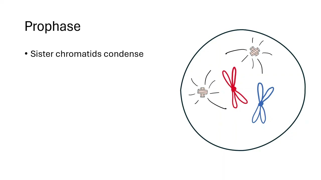 4.5 Cell Cycle
