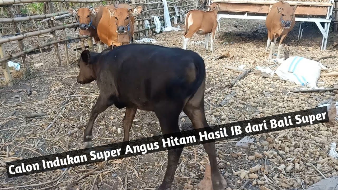 Angus Hitam Usia 4 Bulan. Siap jadi indukan super.