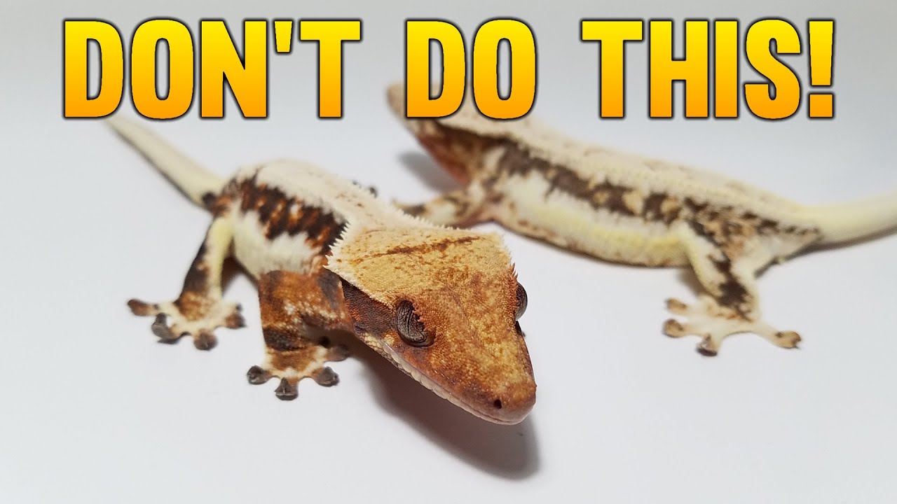Don't Make This Big Mistake Breeding Crested Geckos!