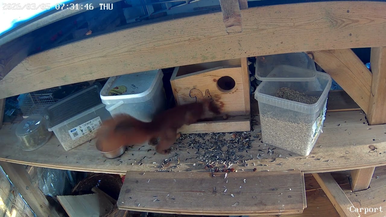 beide Eichhörnchen wechseln sich beim Holen der Walnüsse ab
