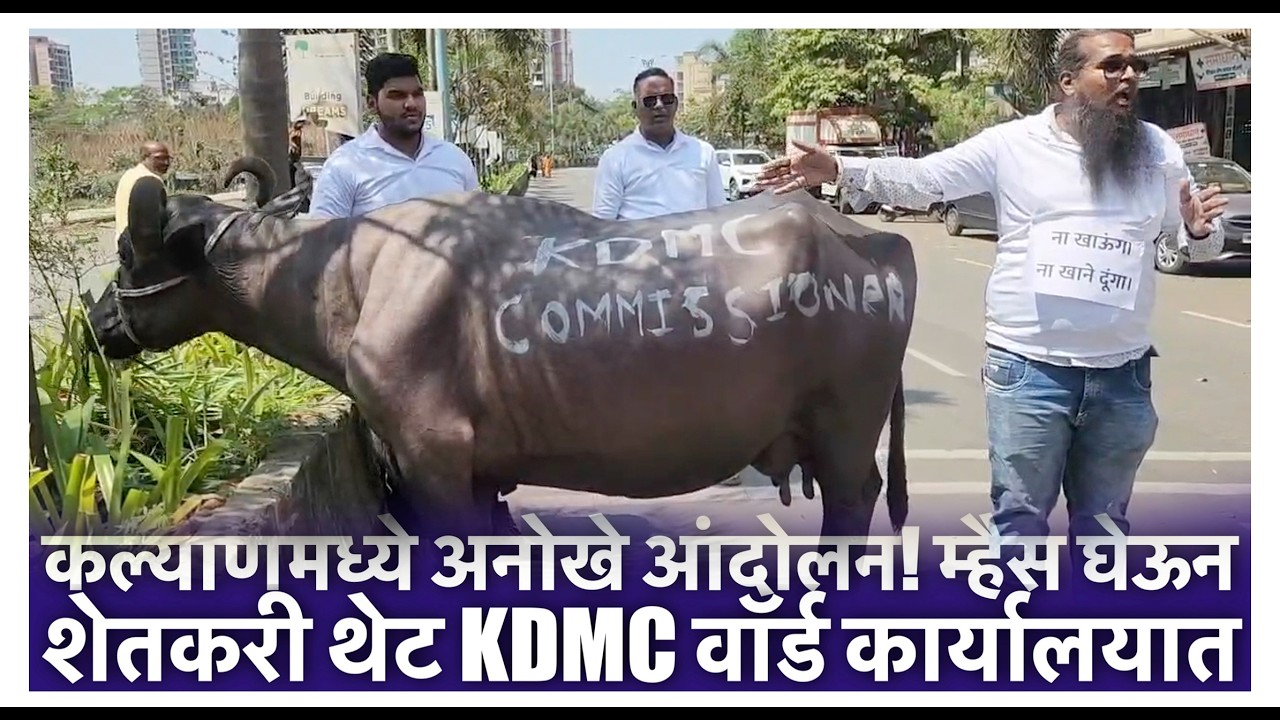 कल्याणमध्ये अनोखे आंदोलन! म्हैस घेऊन शेतकरी थेट KDMC वॉर्ड कार्यालयात
