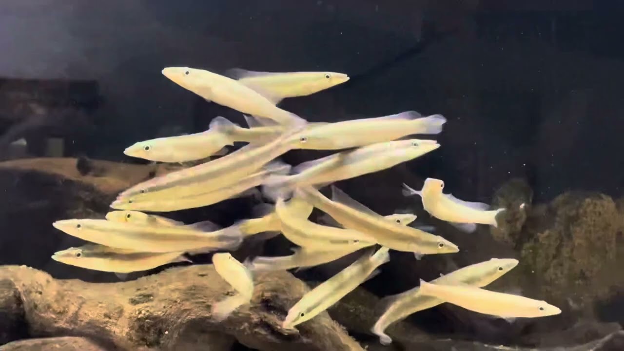Lugubria acutirostris 