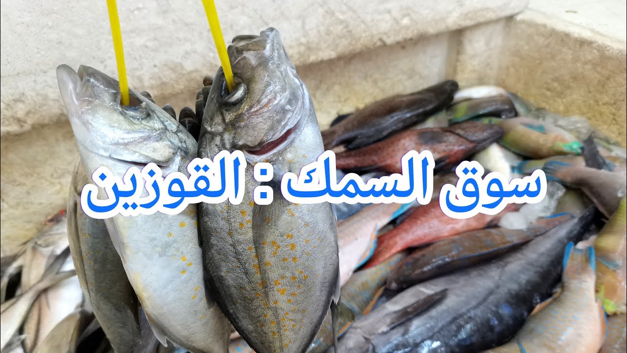 من قلب القوزين : أسرار سوق السمك الأقرب للبحر في جدة