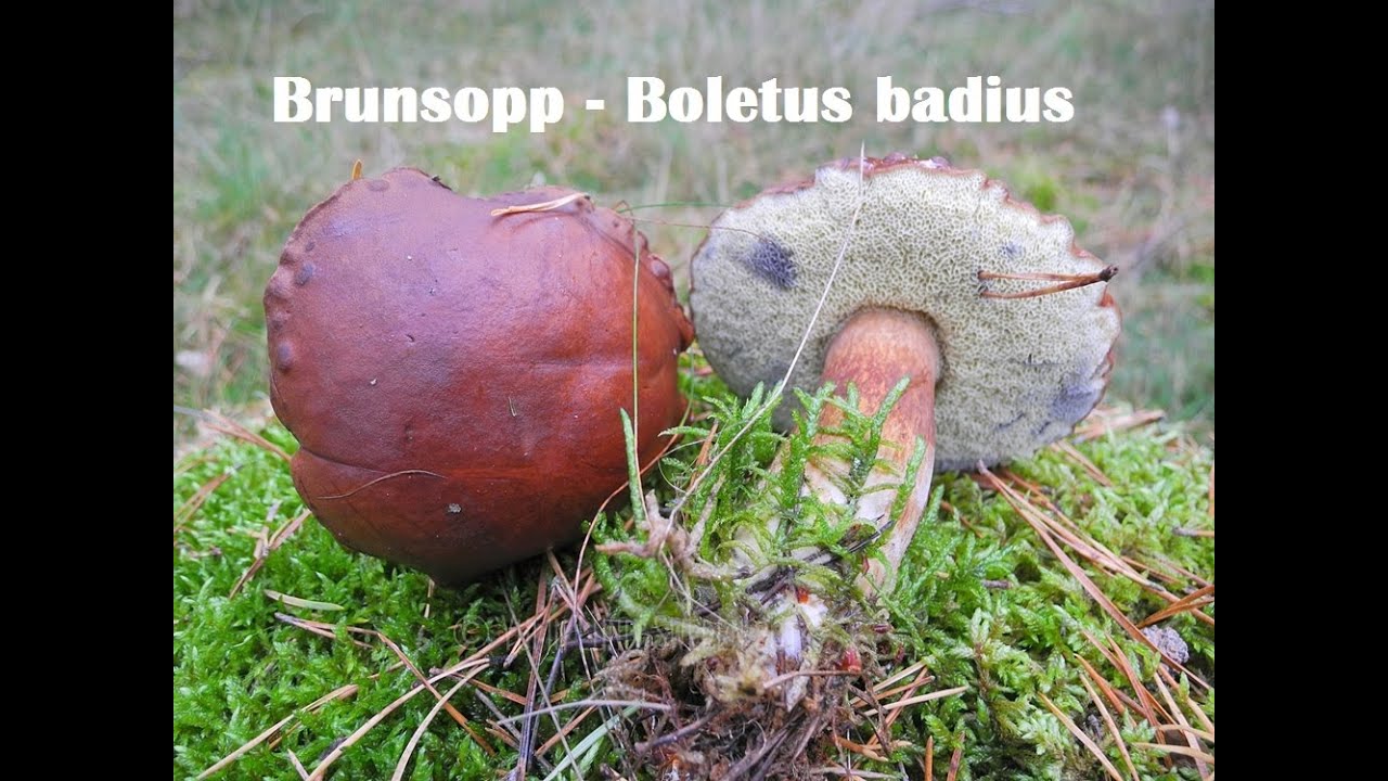 Brunsopp - Boletus badius