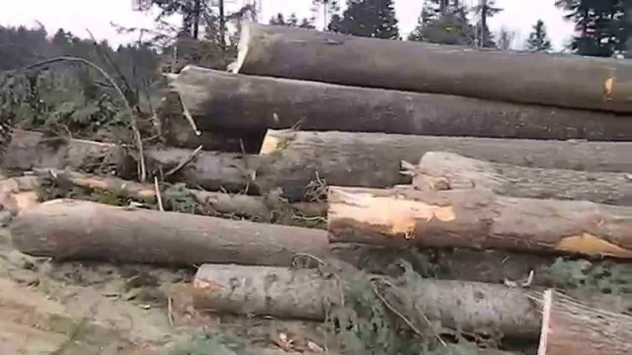 Берегомет - крадіжка лісу.