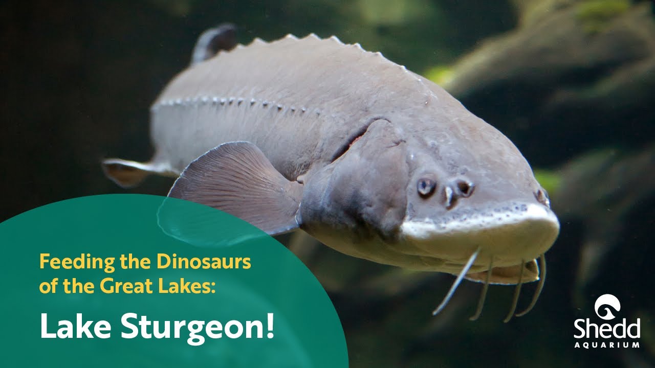 Feeding the Dinosaurs of the Great Lakes: Lake Sturgeon!