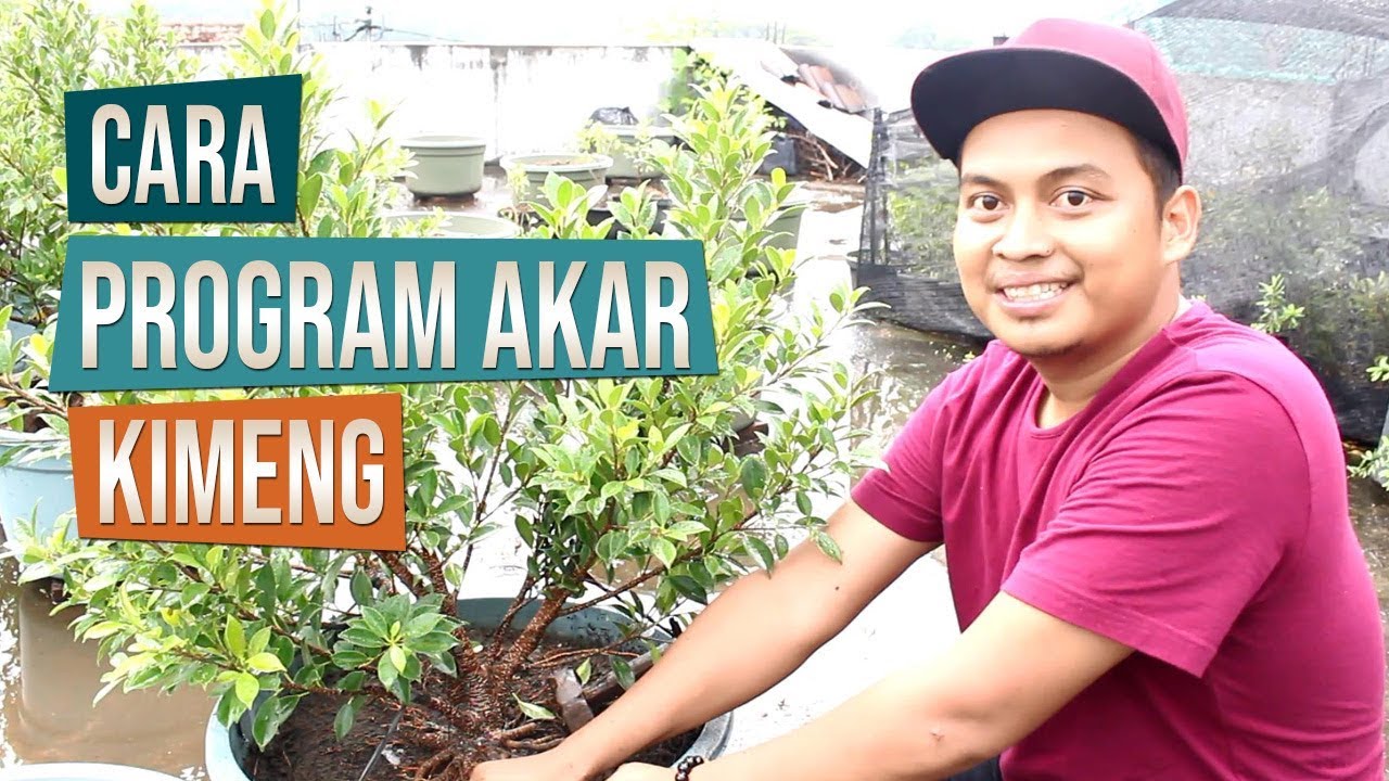 Cara Program Akar dan Pemilihan Cabang Bahan Bonsai Kimeng Bersama Mas Andung Ceper Klaten