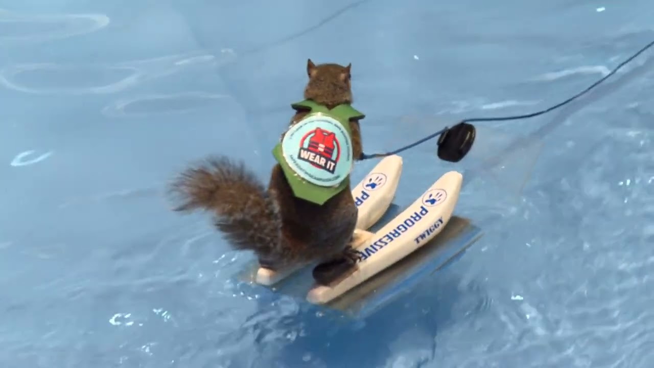 Twiggy the Waterskiing Squirrel