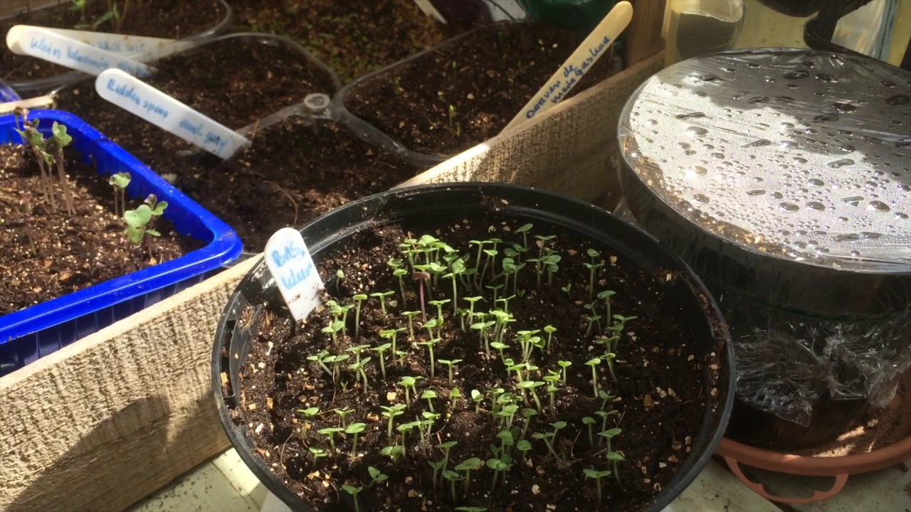 Ini's moestuin #2 - Vroeg zaaien in potten, bv kruiden, basilicum, peterselie & zaaigoed verspenen.