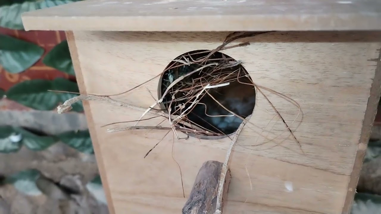 فتح اعشاش الفناجس🌿 الافراخ خارج بيوت التكاثر 🕊
