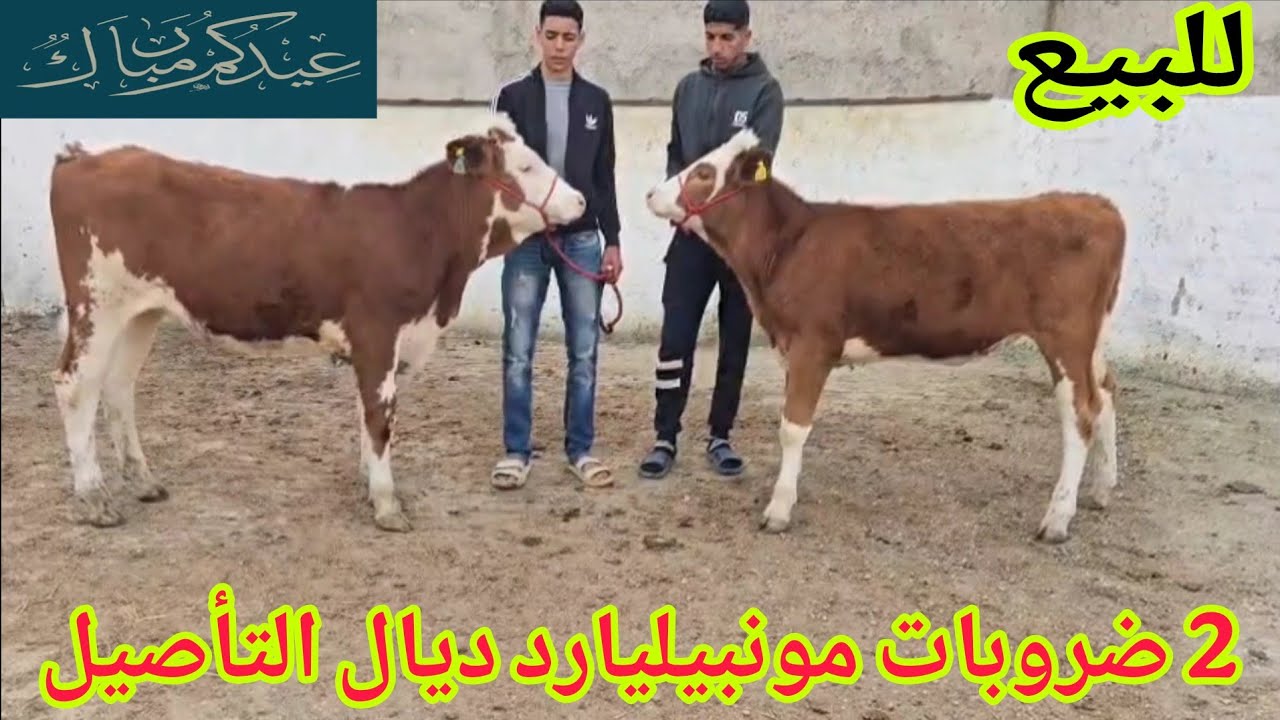 الجودة في مونبيليارد‼️2 ضروبات ديال التأصيل إتصل 06.09.33.67.35📞ألو سي عبد العالي نواحي الغرب🇲🇦 