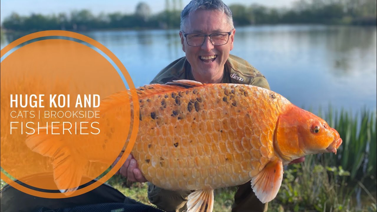 Overnight Fishing for HUGE KOI CARP and CATFISH! Brookside Fisheries | Part 1