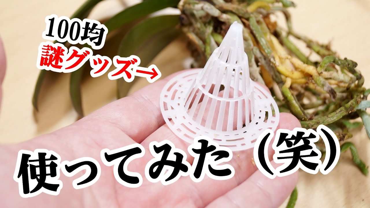 例のアイテムを胡蝶蘭の根腐れ防止に使ってみたら…【洋蘭の植え替え】
