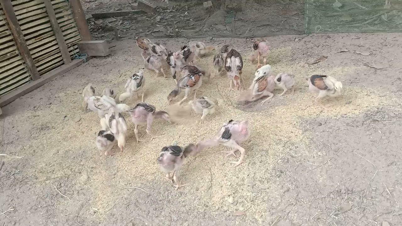 Giving chickens a dose of rice bran also helps them stay healthy / @KuntheaRith #4