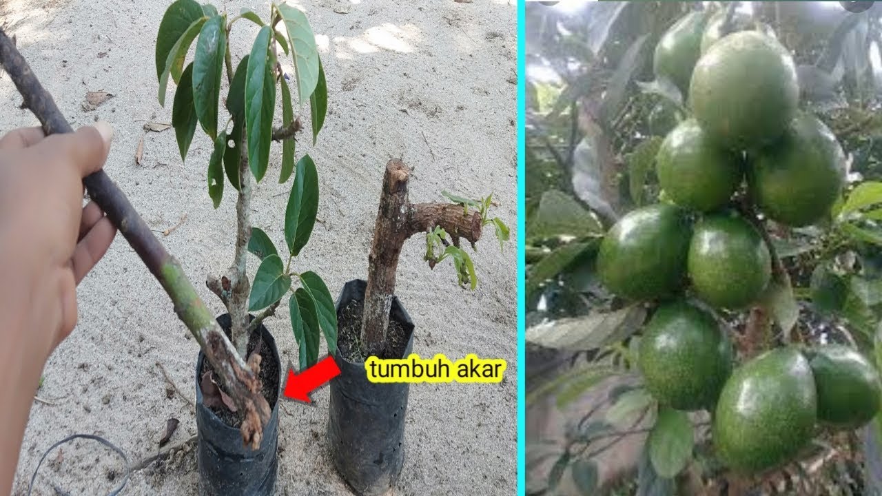 Melihat hasil stek tanaman alpukat yang sudah tumbuh akar