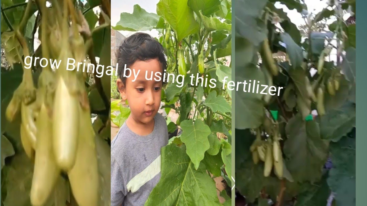 Brinjal plant /care tips to grow in terrace🍆🏡