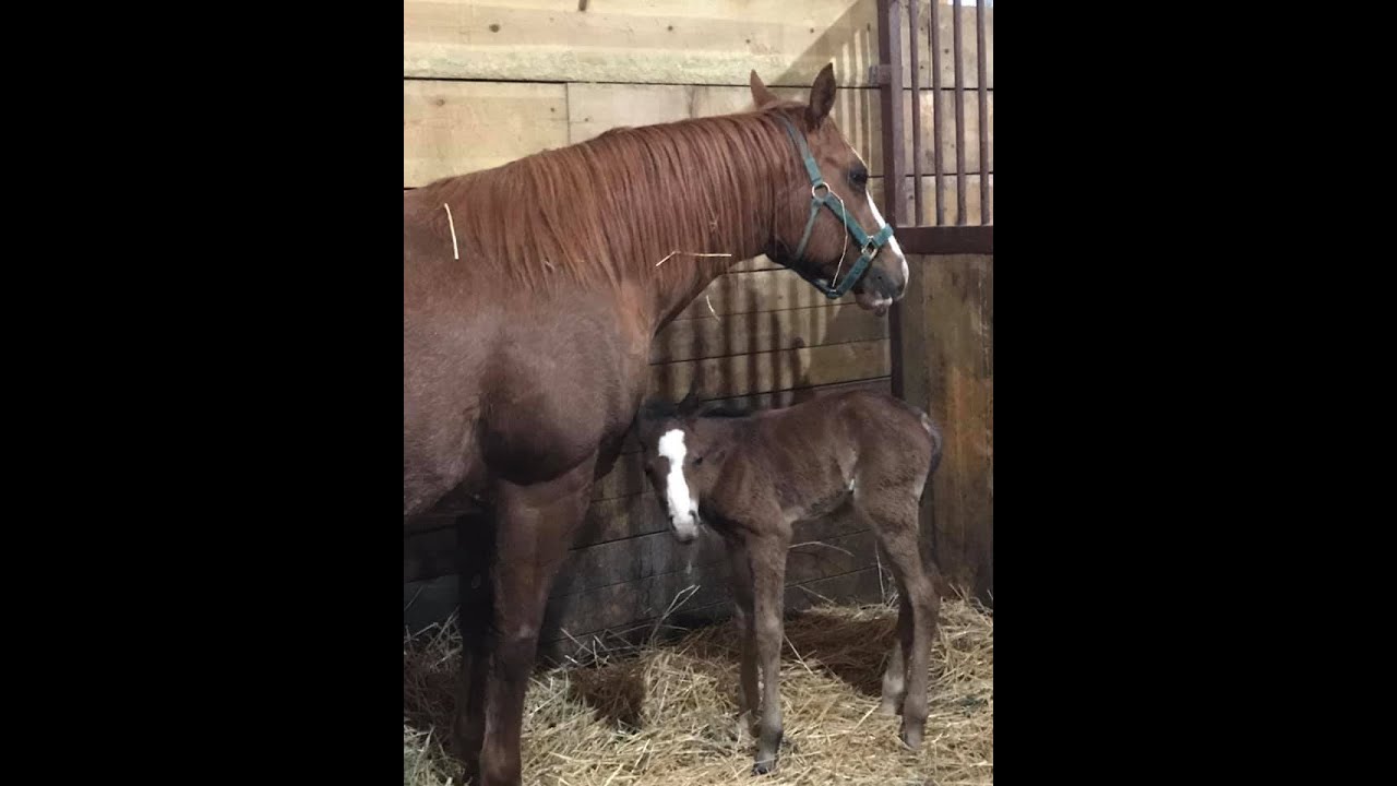 2021 Machine Made Filly - Sandhill Performance Horses and Border Collies
