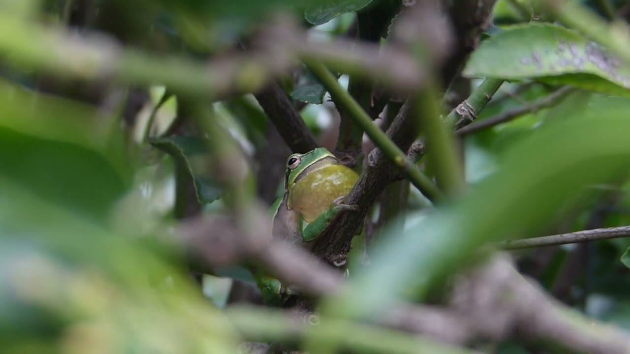 02 11 2023 Rizomylos Aighialeia, Greece, european tree frog/ Hyla arborea