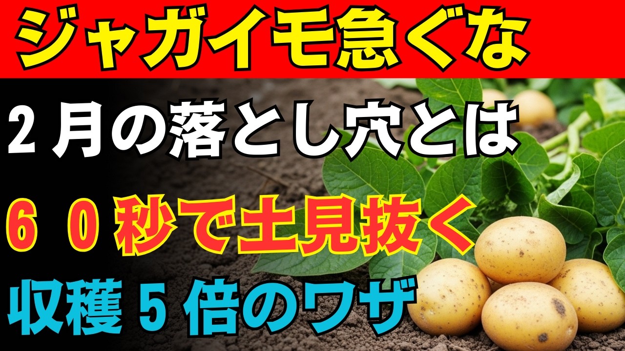 【９９％の家庭菜園が勘違い】ジャガイモの植え付けは日付で決めるな今すぐ見るべき「土のサイン」収穫量を倍に変える「植える前６０秒」の新習慣