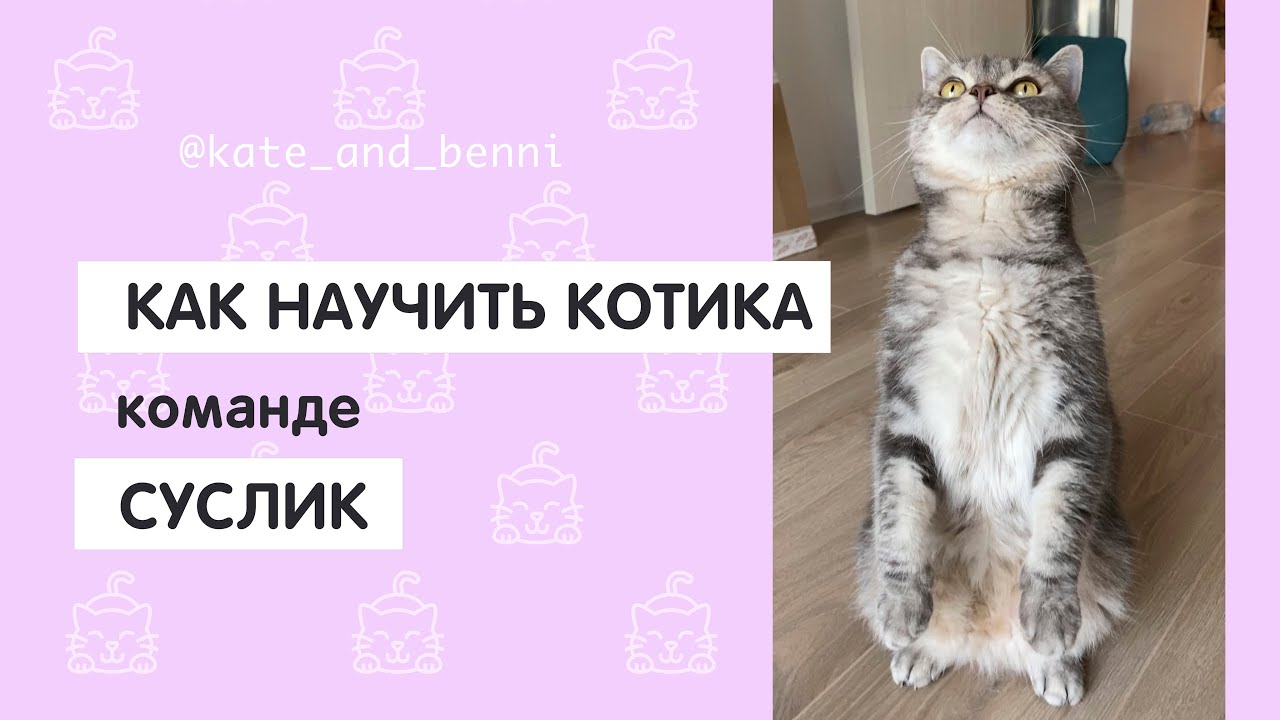 Как научить котика команде СУСЛИК