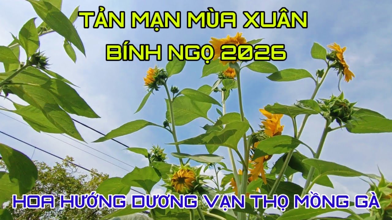 Hoa hướng dương vạn thọ mồng gà khoe tết...tản mạn về ngày xuân #songque 