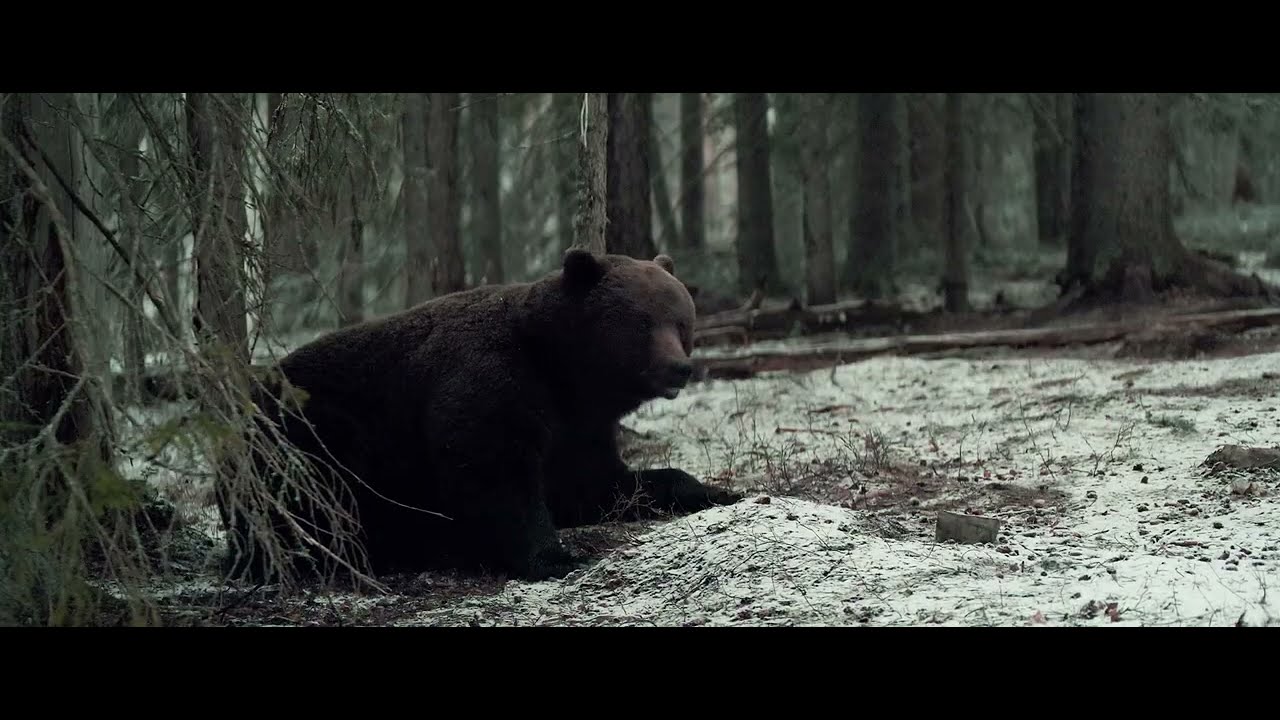 Orso bruno