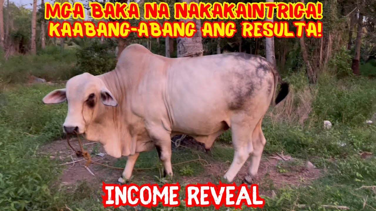 INCOME REVEAL | MGA BAKA NA NAKAKAINTRIGA! KAABANG-ABANG ANG RESULTA! | SOLLE'S GANDANG BUHAY