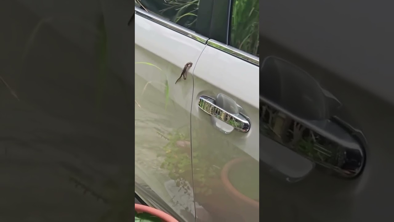 Watch this playful lizard try to climb a car... and hilariously slip! 🦎😂