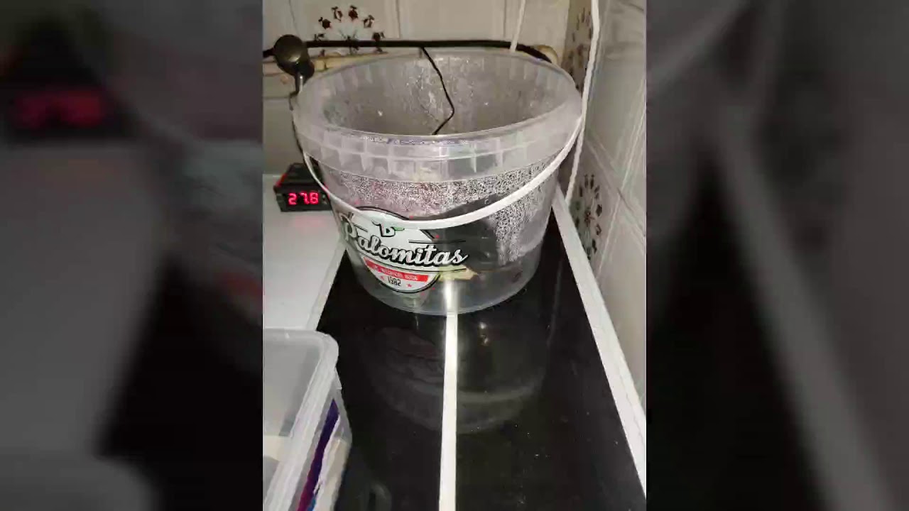 Como incubar ovos de Répteis em casa