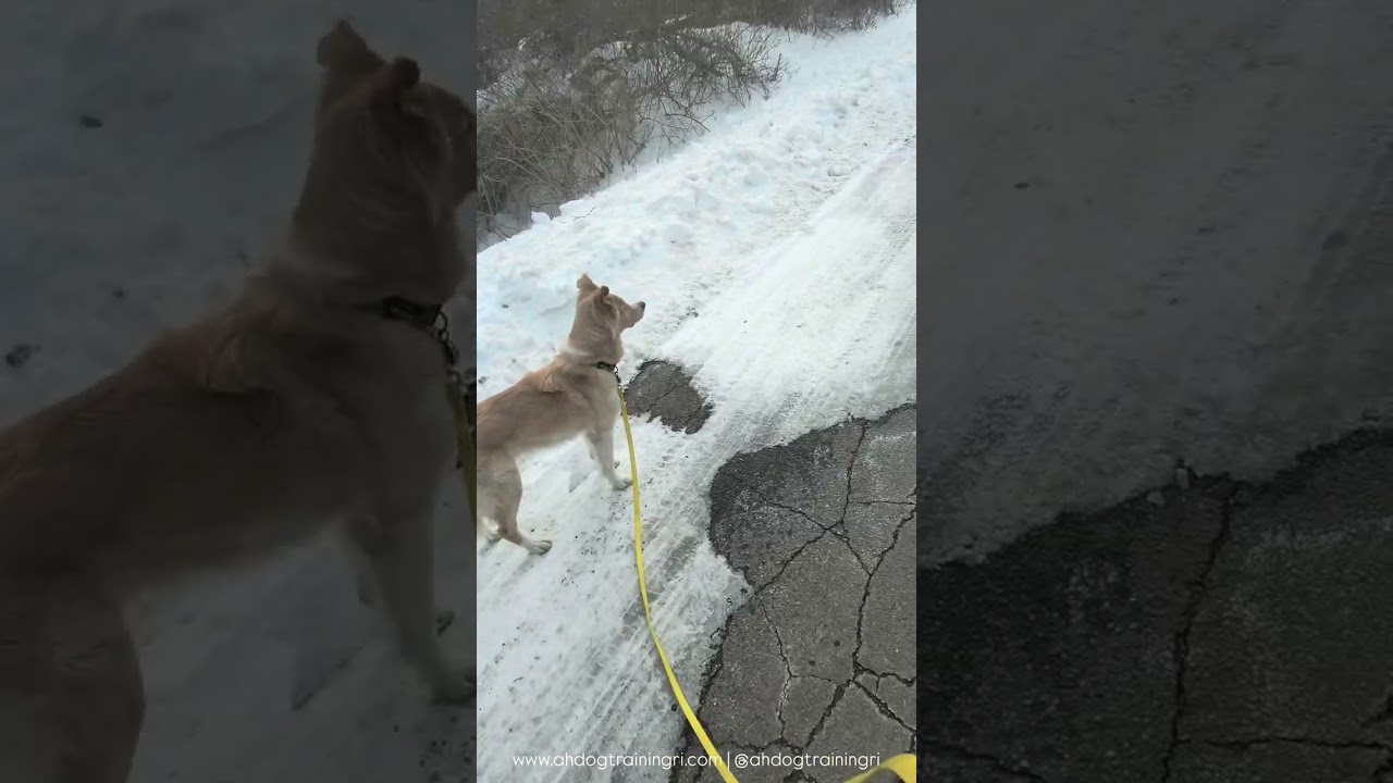 Reactivity Training at the Dog Park