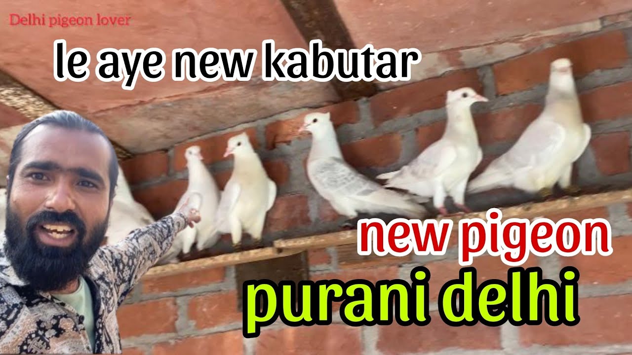 Lo bhai le aye hm aur new kabutar 👍😻 awaiz bhai ka shok kasni channo ka purani delhi se