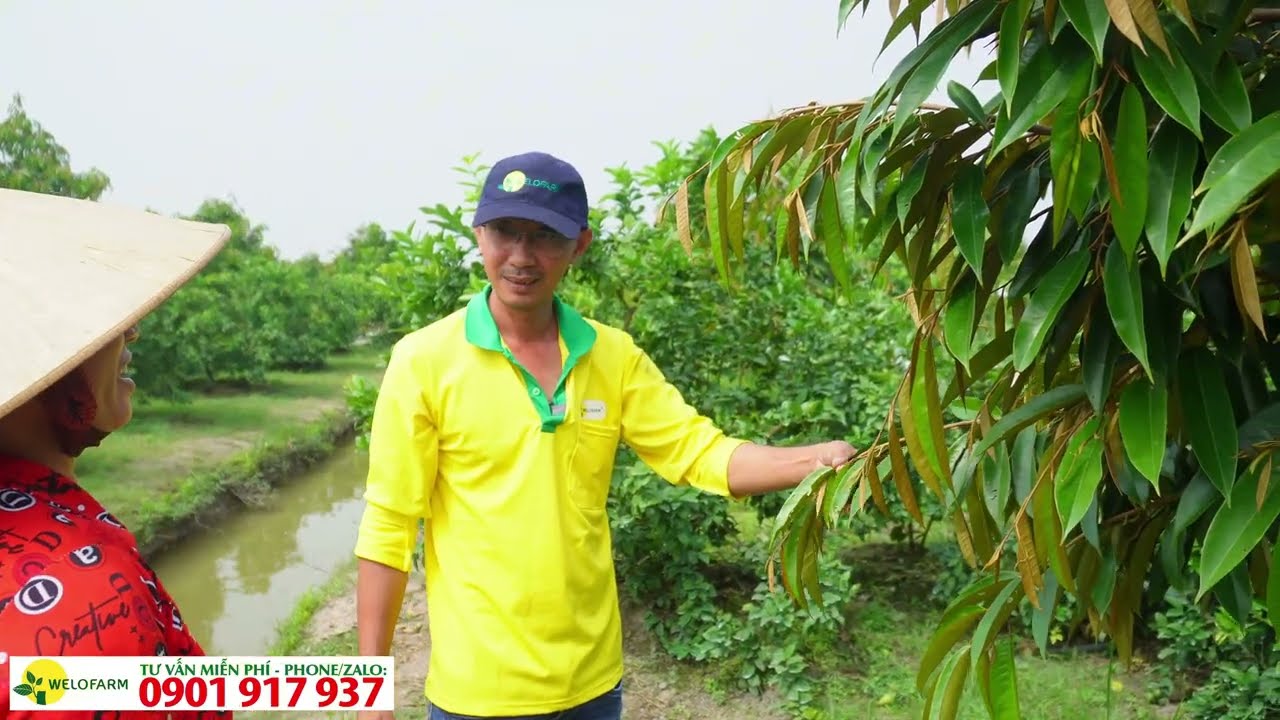 Quá Bất Ngờ với kết quả chỉ sau 4 tháng phục hồi vườn sầu riêng
