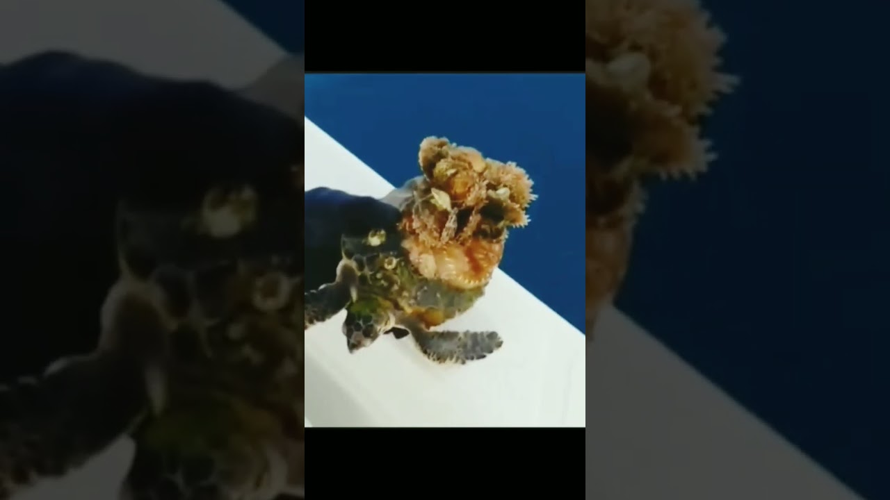 Rescue sea Turtle,Removing Barracles From poor sea Turtle #shorts