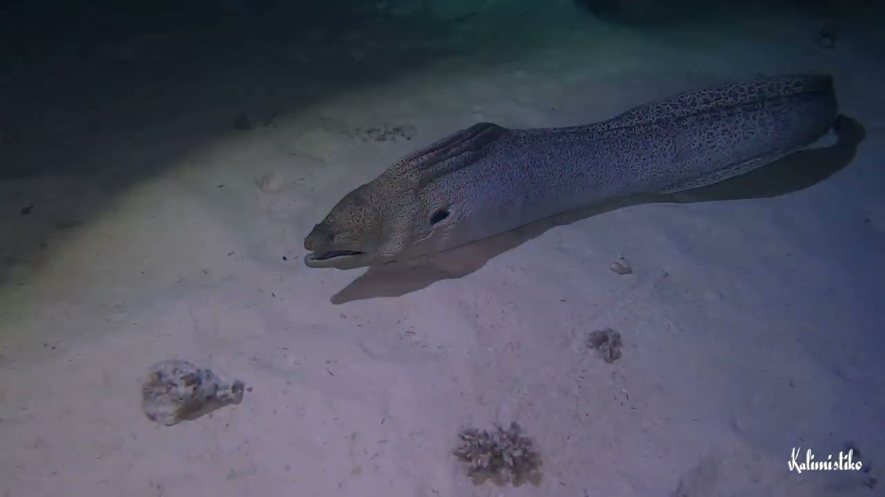 Inmersión de buceo nocturno en 