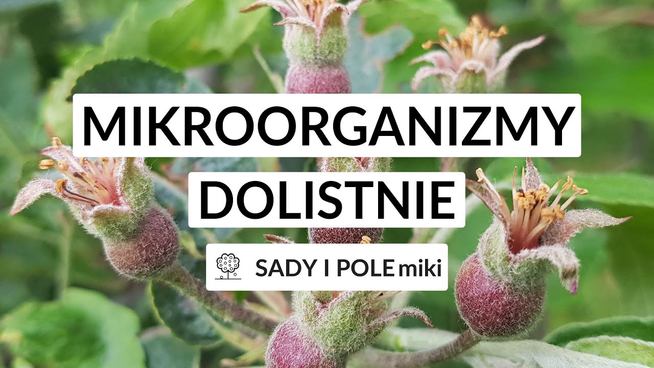 SADY I POLEmiki odc. 45 - Mikroorganizmy dolistnie od metodologii do praktyki