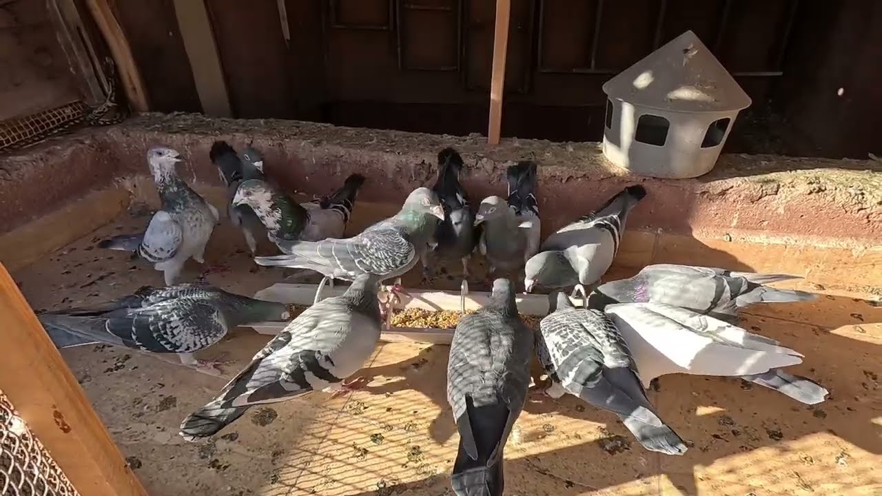 بداية التدريب على اللوفت الجديد 🫡 (مبغاوش إدخلو. 🤣🤣)