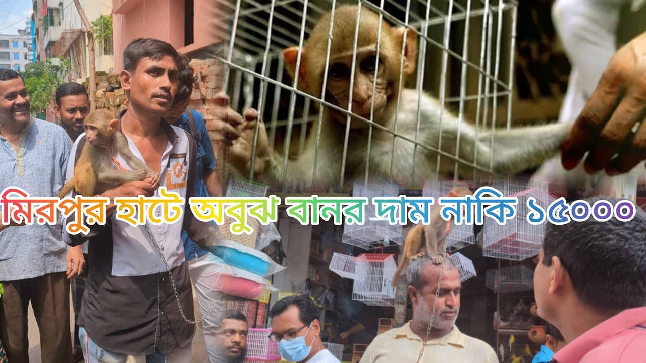 জনসম্মুখে মিরপুর হাটে বিক্রি হচ্ছে বন্যপ্রাণী বানর। #মিরপুর পাখির হাট #বানর #বন্যপ্রাণী কেনাবেচা