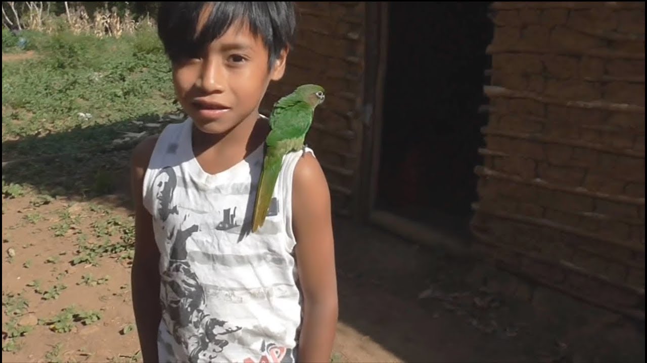 Modo de Ser Mbyá-Guarani: um ano de Retomada em Maquiné (Mbyá Rekó: Petey Arapy)