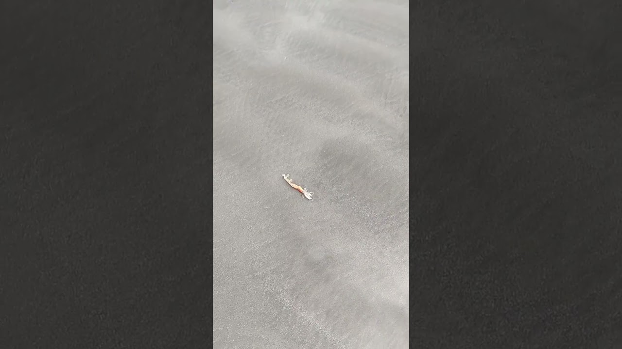 PESCADOR DE 83 ANOS CA&Ccedil;ANDO SUA ISCA: O 