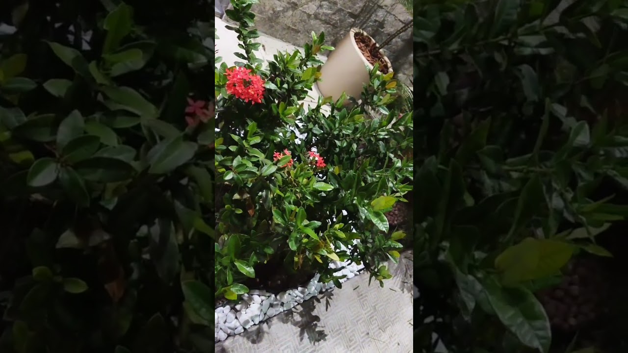 Nosso Jardim... Temos ixora, dracena pau D'&Aacute;gua e Dracena 